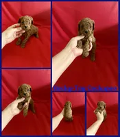 Rocky , a male Cockapoo and Poodle - Toy  for sale in Jacksonville, NC – 1 of 1