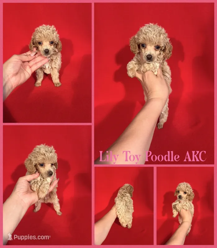 Lily AKC  – Poodle - Toy , Poodle - Miniature  puppy for sale in Jacksonville, NC