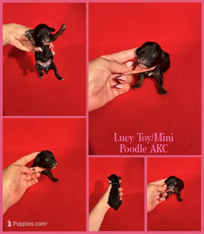 Lucy AKC  – Poodle - Toy , Poodle - Miniature  puppy for sale in Jacksonville, NC