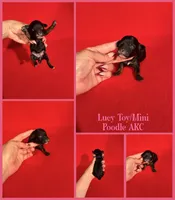 Lucy AKC , a female Poodle - Toy  and Poodle - Miniature  for sale in Jacksonville, NC – 1 of 1
