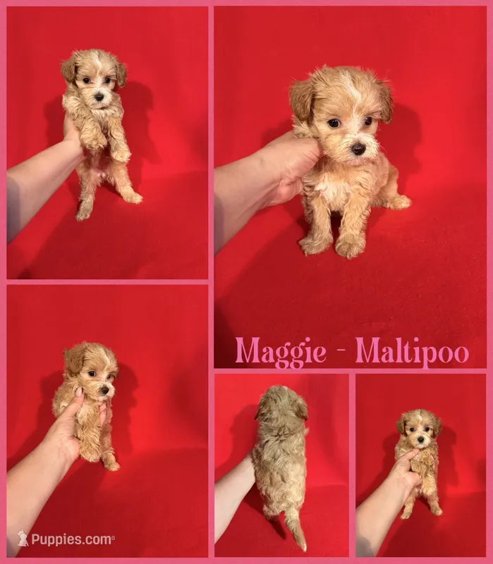 Maggie – Maltipoo puppy for sale in Jacksonville, NC