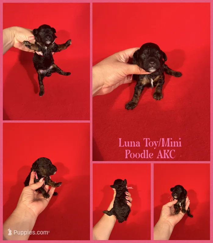 Luna AKC  – Poodle - Toy , Poodle - Miniature  puppy for sale in Jacksonville, NC