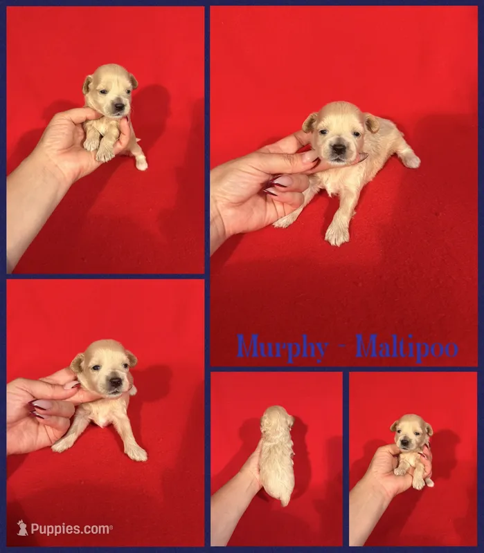 Murphy  – Maltipoo puppy for sale in Jacksonville, NC