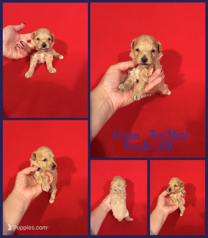 Logan AKC  – Poodle - Toy , Poodle - Miniature  puppy for sale in Jacksonville, NC