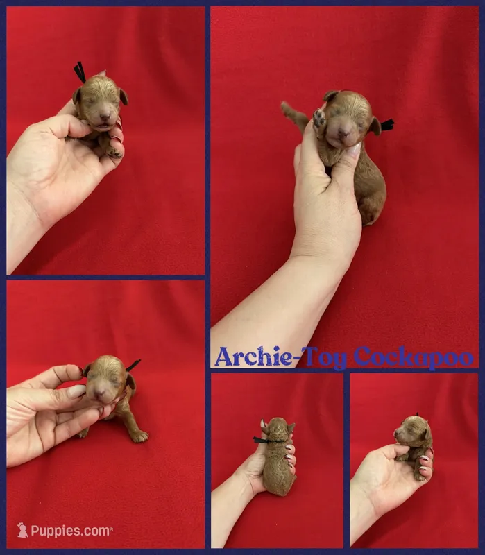 Archie – Cockapoo puppy for sale in Jacksonville, NC