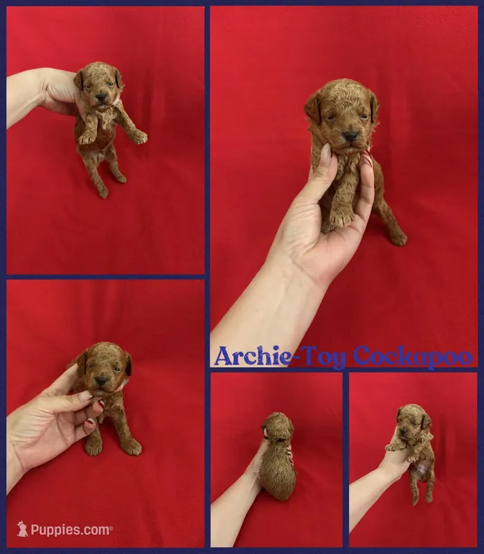 Archie – Cockapoo puppy for sale in Jacksonville, NC