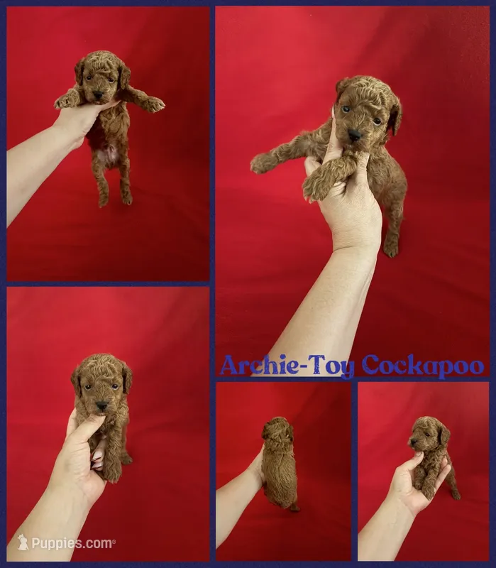 Archie – Cockapoo puppy for sale in Jacksonville, NC