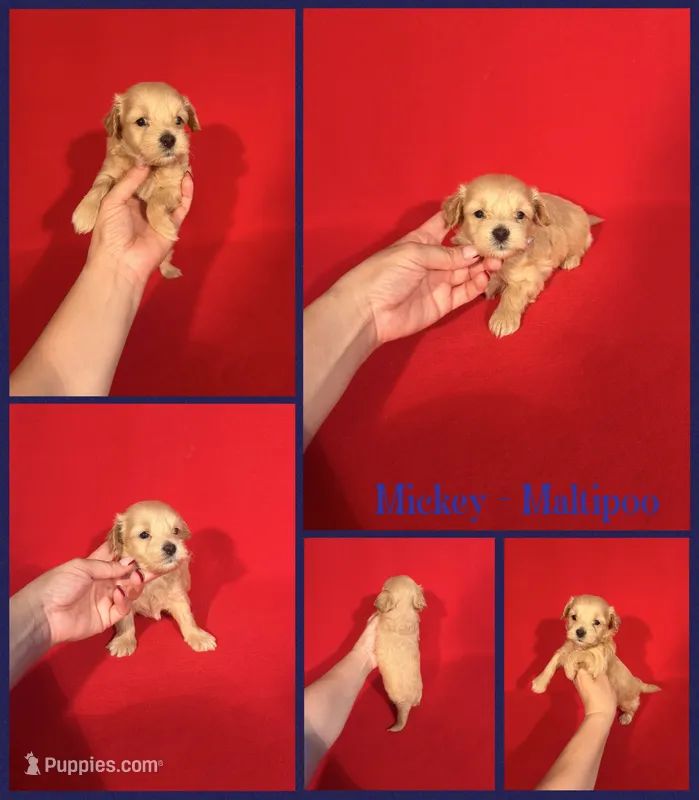 Mickey – Maltipoo puppy for sale in Jacksonville, NC