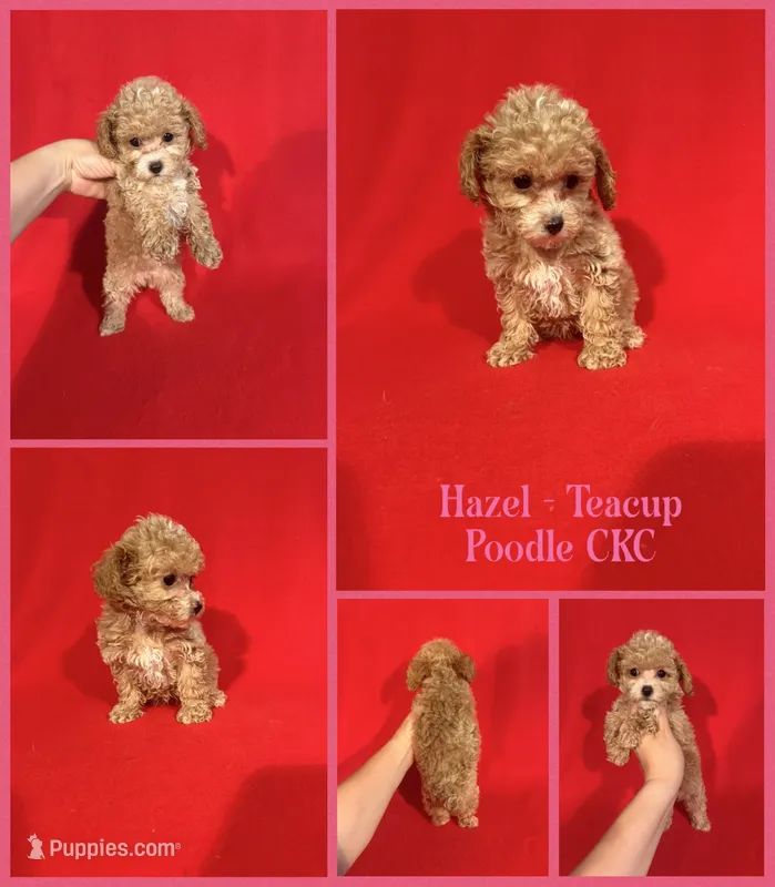 Hazel Teacup – Poodle - Toy  puppy for sale in Jacksonville, NC