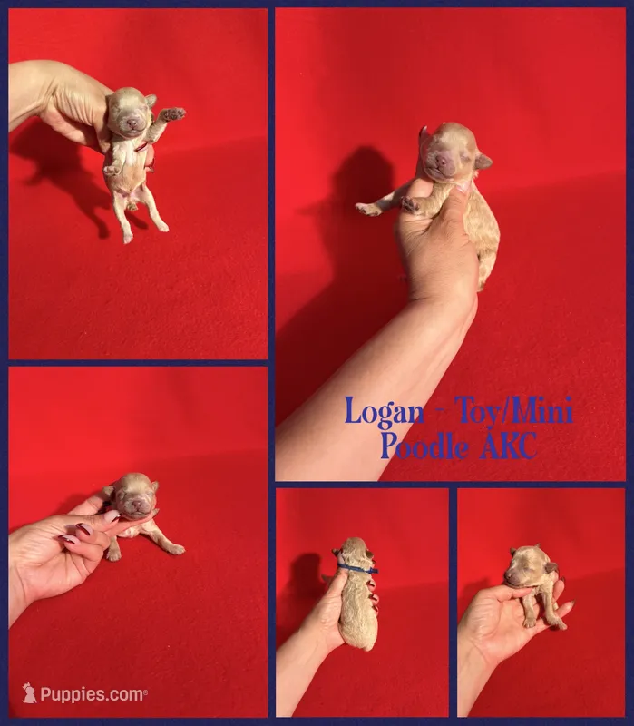 Logan AKC  – Poodle - Toy , Poodle - Miniature  puppy for sale in Jacksonville, NC