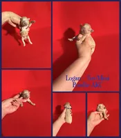 Logan AKC , a male Poodle - Toy  and Poodle - Miniature  for sale in Jacksonville, NC – 1 of 1