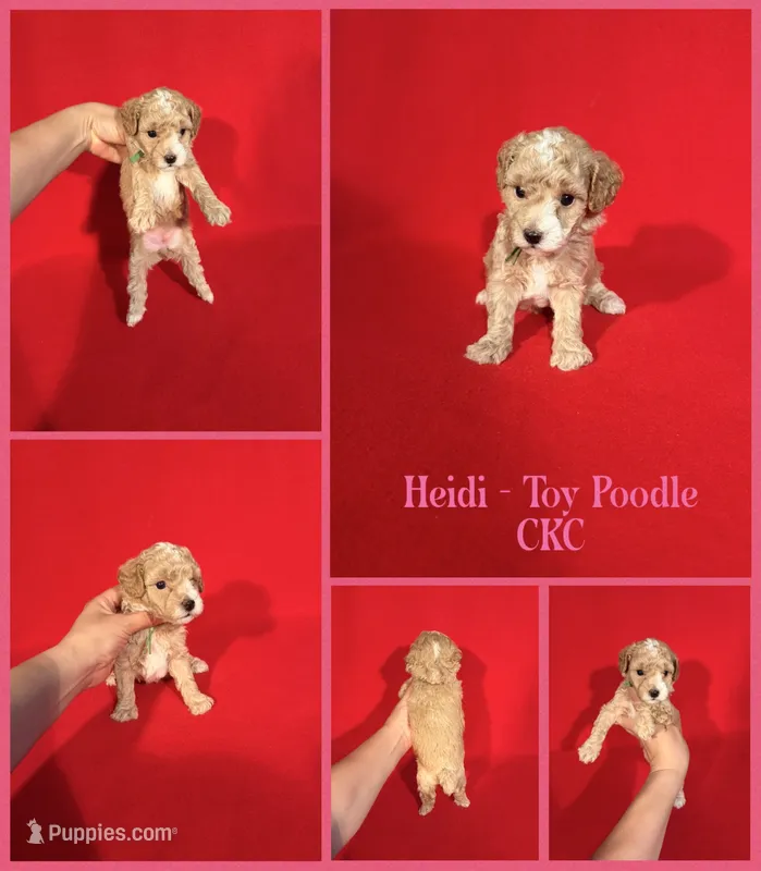 Heidi  – Poodle - Toy  puppy for sale in Jacksonville, NC