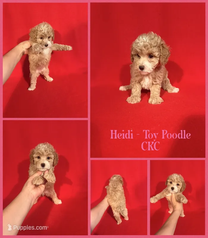 Heidi  – Poodle - Toy  puppy for sale in Jacksonville, NC