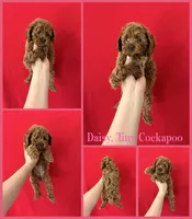 Daisy , a female Cockapoo for sale in Jacksonville, NC – 1 of 1