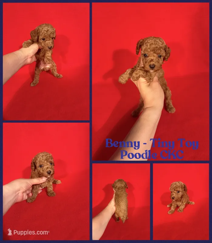 Benny – Poodle - Toy  puppy for sale in Jacksonville, NC