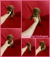 Ariel , a female Cockapoo and Poodle - Toy  for sale in Jacksonville, NC – 1 of 1