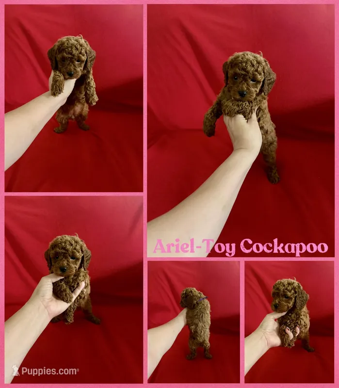 Ariel  – Cockapoo, Poodle - Toy  puppy for sale in Jacksonville, NC