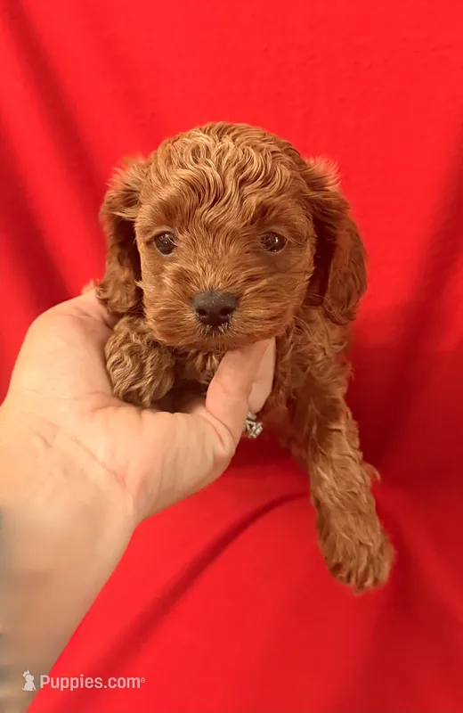 Violet  – Cockapoo, Poodle - Toy  puppy for sale in Jacksonville, NC
