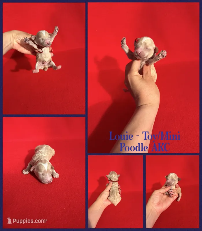 Louie AKC  – Poodle - Toy , Poodle - Miniature  puppy for sale in Jacksonville, NC