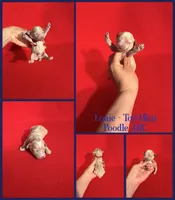 Louie AKC , a male Poodle - Toy  and Poodle - Miniature  for sale in Jacksonville, NC – 1 of 1