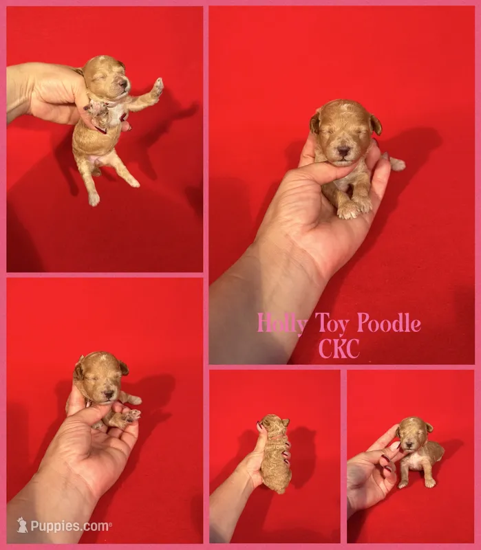 Holly  – Poodle - Toy  puppy for sale in Jacksonville, NC