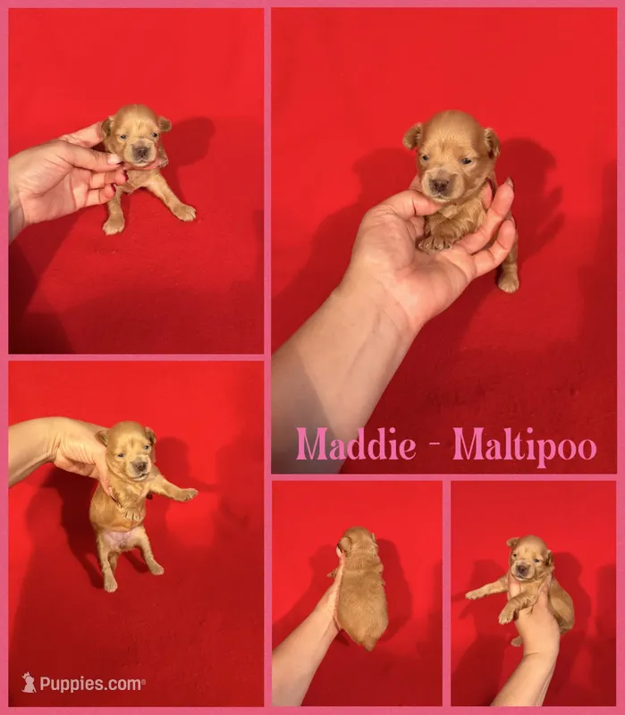 Maddie  – Maltipoo puppy for sale in Jacksonville, NC
