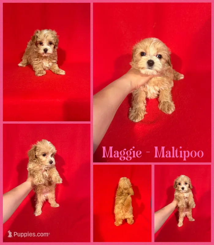 Maggie – Maltipoo puppy for sale in Jacksonville, NC