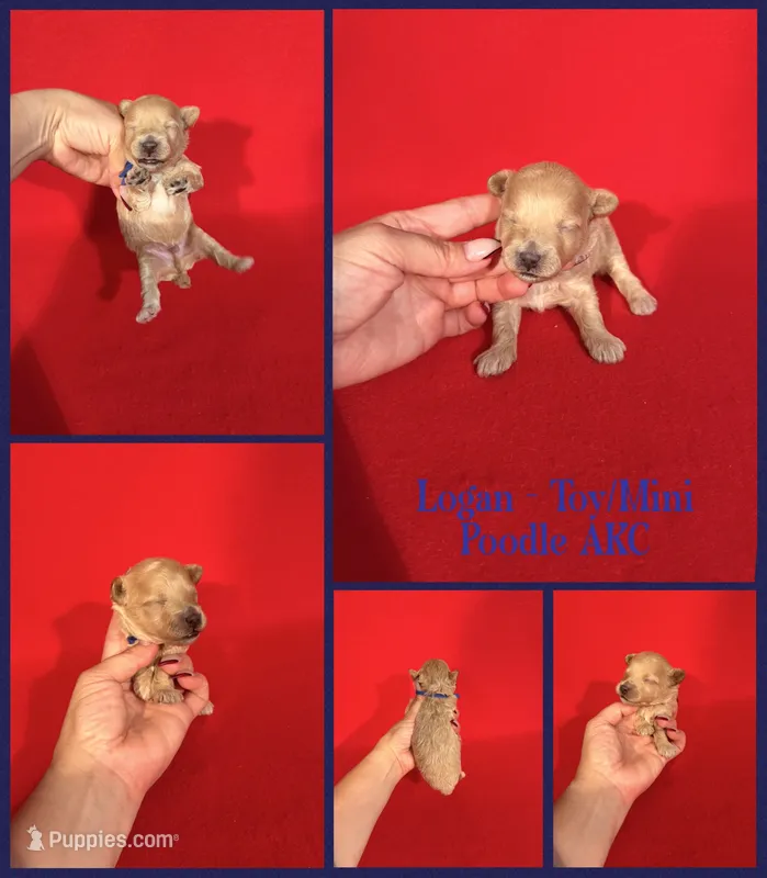 Logan AKC  – Poodle - Toy , Poodle - Miniature  puppy for sale in Jacksonville, NC