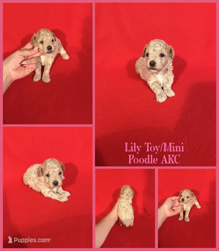 Lily AKC  – Poodle - Toy , Poodle - Miniature  puppy for sale in Jacksonville, NC