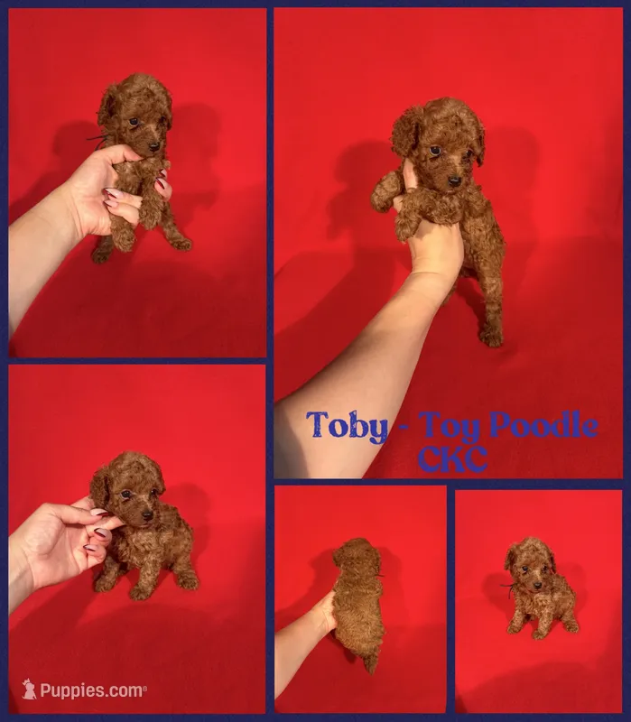 Toby  – Poodle - Toy  puppy for sale in Jacksonville, NC