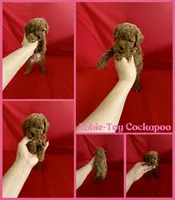 Abbie , a female Cockapoo and Poodle - Toy  for sale in Jacksonville, NC – 1 of 1
