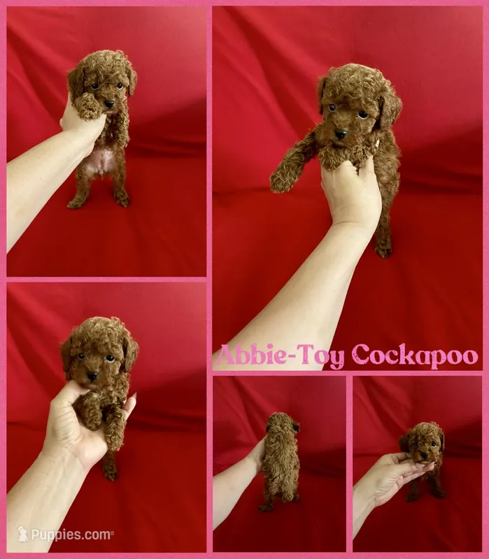 Abbie  – Cockapoo, Poodle - Toy  puppy for sale in Jacksonville, NC