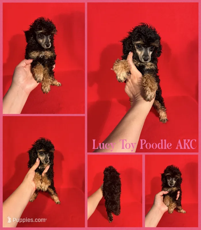 Lucy AKC  – Poodle - Toy  puppy for sale in Jacksonville, NC