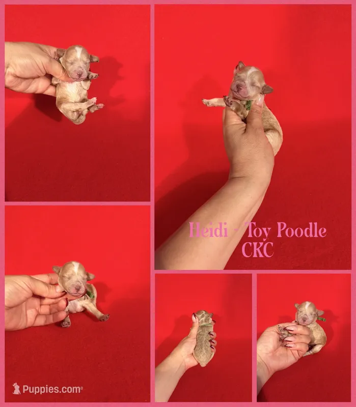 Heidi  – Poodle - Toy  puppy for sale in Jacksonville, NC