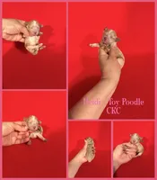 Heidi , a female Poodle - Toy  for sale in Jacksonville, NC – 1 of 1