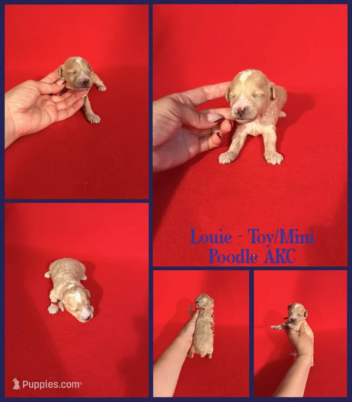 Louie AKC  – Poodle - Toy , Poodle - Miniature  puppy for sale in Jacksonville, NC