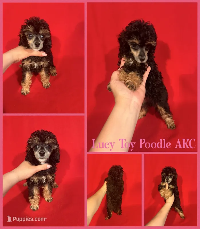 Lucy AKC  – Poodle - Toy  puppy for sale in Jacksonville, NC