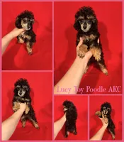 Lucy AKC , a female Poodle - Toy  for sale in Jacksonville, NC – 1 of 1