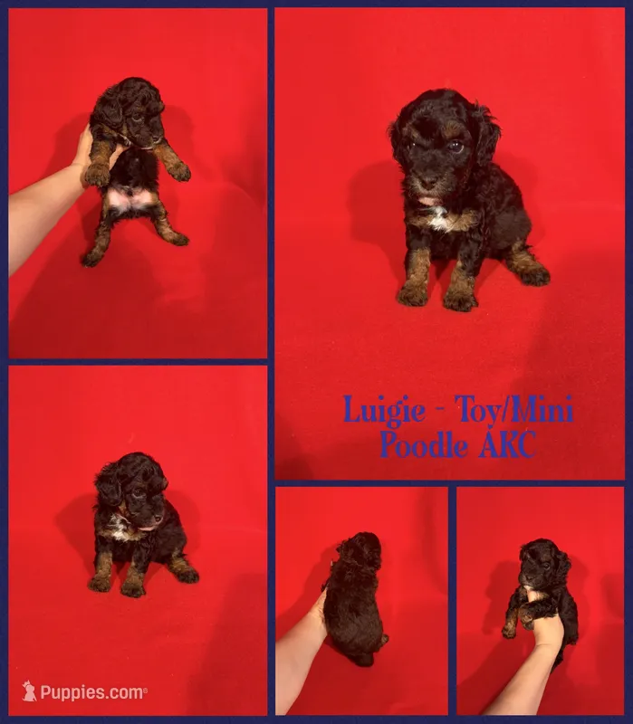 Luigie AKC  – Poodle - Toy , Poodle - Miniature  puppy for sale in Jacksonville, NC