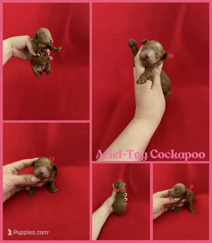 Ariel – Cockapoo puppy for sale in Jacksonville, NC