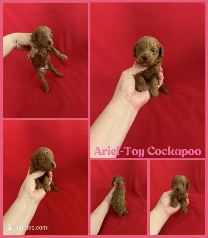Ariel – Cockapoo puppy for sale in Jacksonville, NC