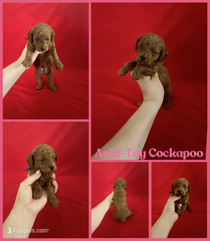 Ariel – Cockapoo puppy for sale in Jacksonville, NC