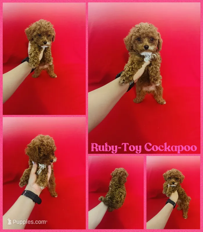 Ruby  – Cockapoo, Poodle - Toy  puppy for sale in Jacksonville, NC