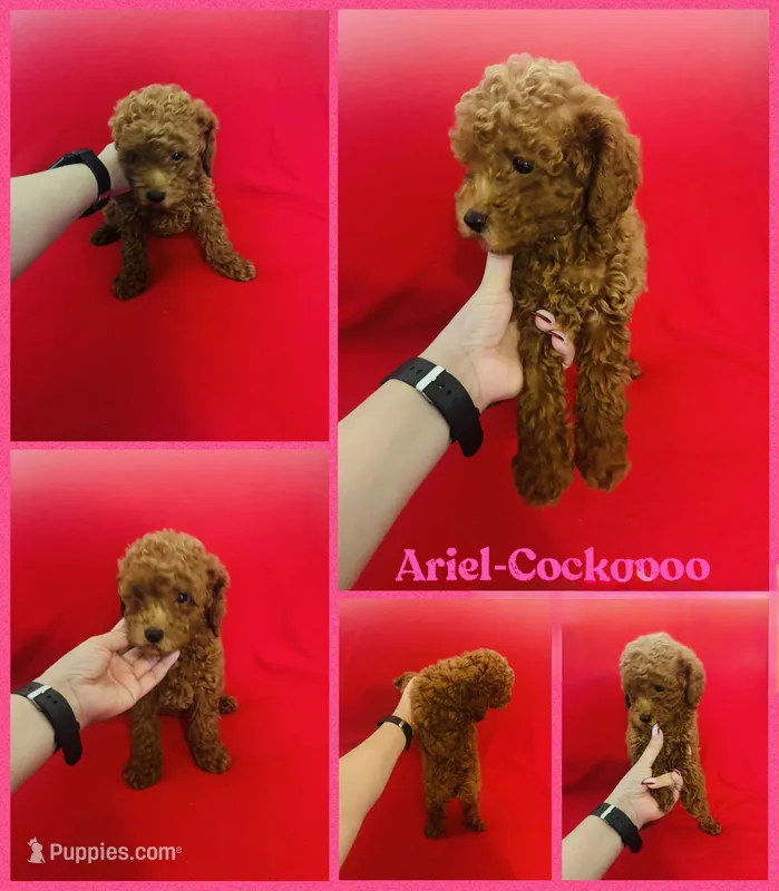 Ariel  – Cockapoo, Poodle - Toy  puppy for sale in Jacksonville, NC