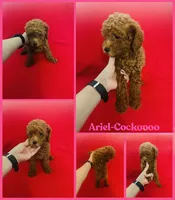 Ariel , a female Cockapoo and Poodle - Toy  for sale in Jacksonville, NC – 1 of 1