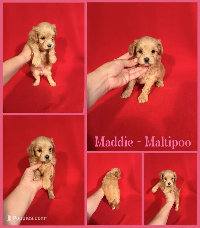 Maddie  – Maltipoo puppy for sale in Jacksonville, NC