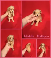 Maddie , a female Maltipoo for sale in Jacksonville, NC – 1 of 1
