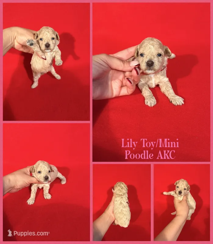 Lily AKC  – Poodle - Toy , Poodle - Miniature  puppy for sale in Jacksonville, NC