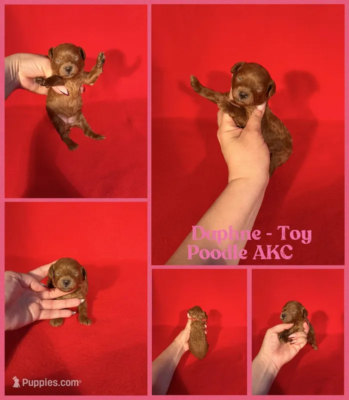 Daphne AKC  – Poodle - Toy  puppy for sale in Jacksonville, NC