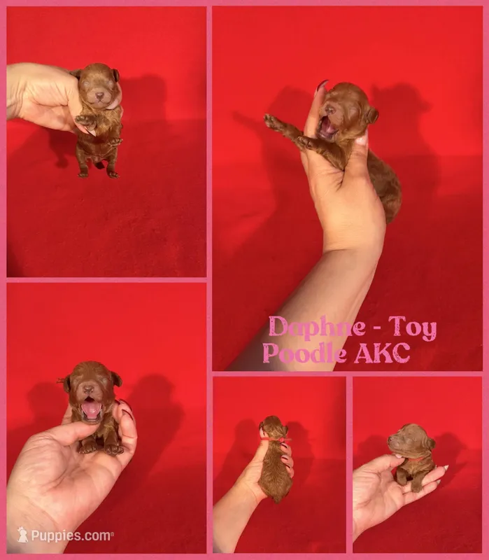 Daphne AKC  – Poodle - Toy  puppy for sale in Jacksonville, NC